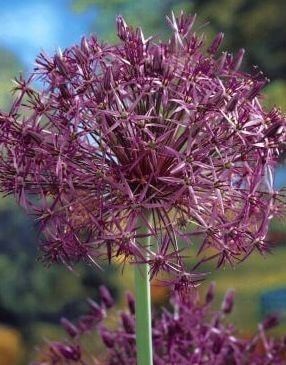 Česnek - Allium christophii