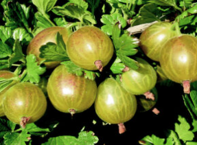 Angrešt CITRÓNOVÝ OBŘÍ - stromový