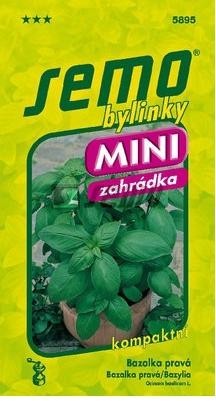 Bazalka pravá - MAMMOLO GENOVESE