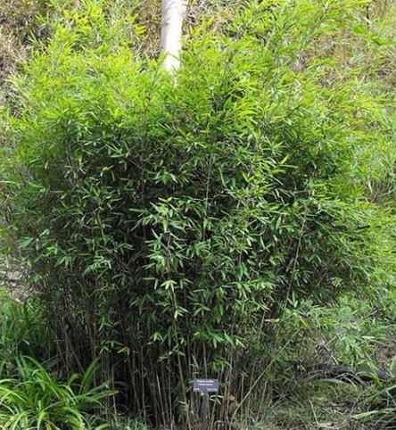 Bambus - Fargesia murieliae