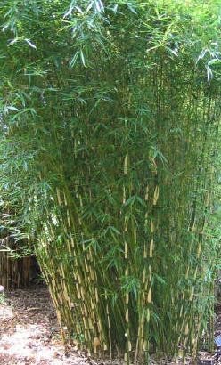 Bambus - Fargesia robusta 'Pingwu'