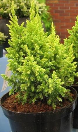 Jalovec - Juniperus pingii 'Hulsdonk Yellow'