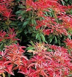 Pieris japonský 'Forest Flame'