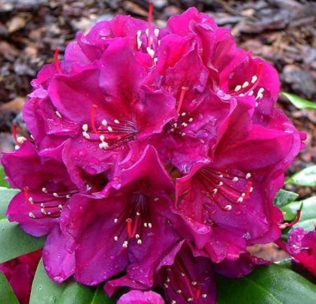 Rhododendron (T) 'Polarnacht'