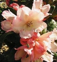 Rhododendron (Y) 'Dusty Miller'