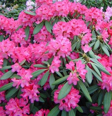 Rhododendron (Y) 'Sneezy'