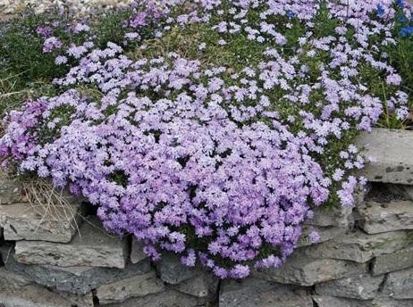 Plamenka šídlovitá EMERALD CUSHION BLUE