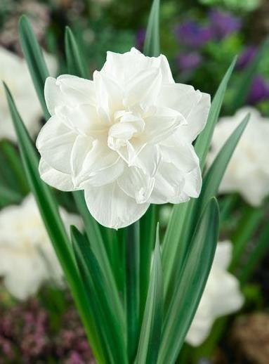 Narcis WHITE MEDAL 5ks