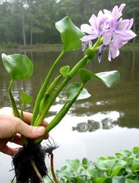 Tokozelka "vodní hyacint"
