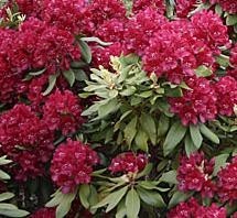 Rhododendron SAMMETGLUT