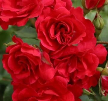 růže Rotilia®