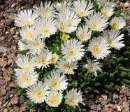 Delosperma basuticum WHITE NUGGET