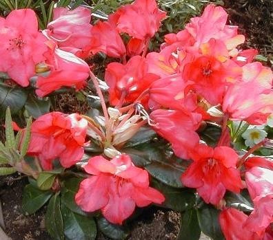 Rhododendron ´Abendrot´