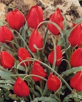 Tulipán - Tulipa wilsoniana