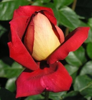 Růže KRONENBOURG
