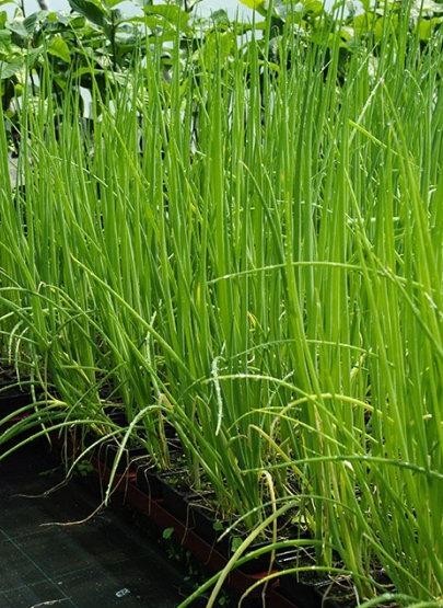 Cibule zimní - ošlejch