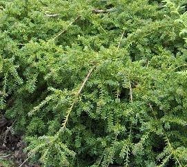 Nohoplod - Podocarpus nivalis