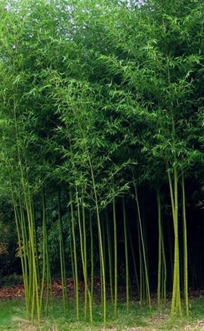 Bambus - Phyllostachys kwangsiensis