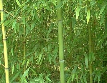 Bambus - Phyllostachys rubromarginata