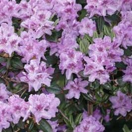 Rhododendron ´LAVENDULA´