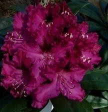 Rhododendron ´MADAM FORTIER´