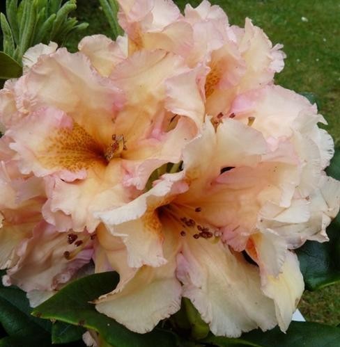 Rhododendron ´NORDFOLK CANDY´