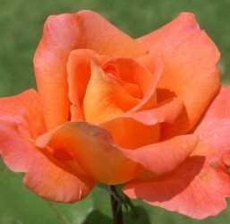 Růže AMBASSADOR