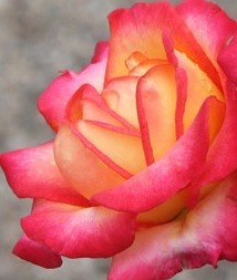 Růže RITTERTUM