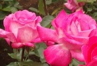 Růže ROSA GAUJARD