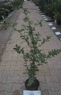 Dub cesmínový - Quercus ilex, K1