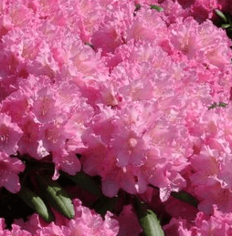 Rhododendron ´Kalinka´