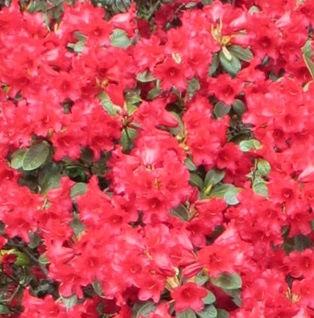 Rhododendron ´Bengal´