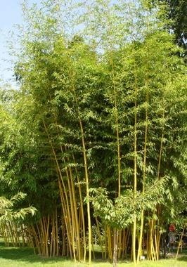 Bambus - Phyllostachys aureosp. ´Aureocaulis´