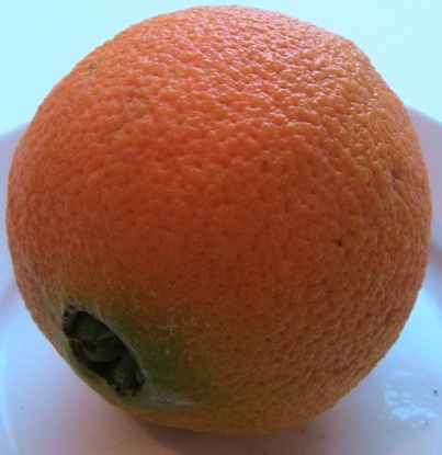 Pomeranč ´Skaggs Bonanza´