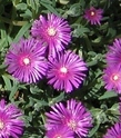 Delosperma JOHN PROFFIT