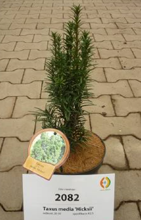 Tis prostřední ´Hicksii´, K2
