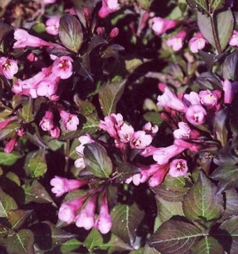 Vajgélie květnatá PURPUREA, K1