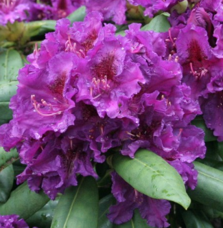Rhododendron  ´Azurro´ (40-60cm-K5)