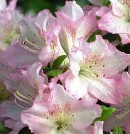 Rhododendron  ´Picotee´