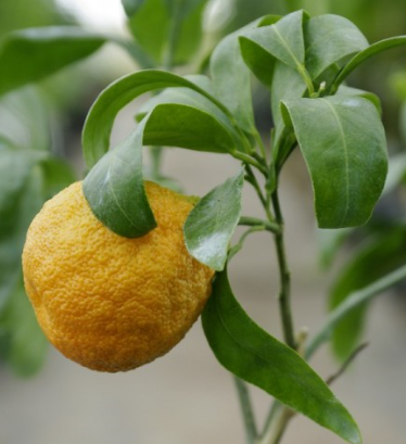 Cicitrange (kříženec pomerančovník x citronečník)