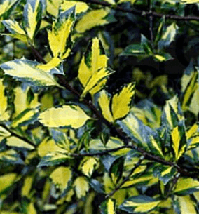 Cesmína ostrolistá ´Myrthifolia Aureomaculata´ - samec