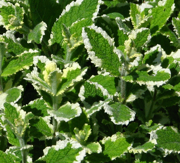 Máta VERT MOJITO