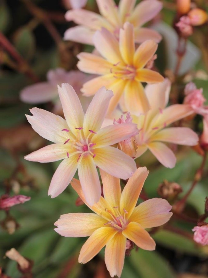 Lewisia longipetala LITTLE PEACH