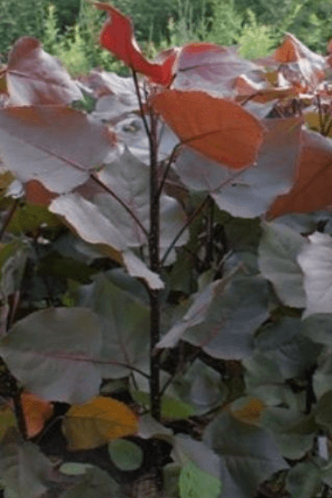 Topol bavlníkový ´Purple Tower´