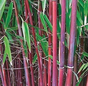 Bambus - Fargesia scabrida ASIAN WONDER