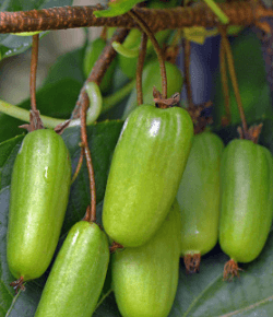 Kiwi - Actinidia kolomikta VITAKOLA - samice