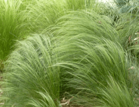 Kavyl - Stipa tenuissima PONY TAILS