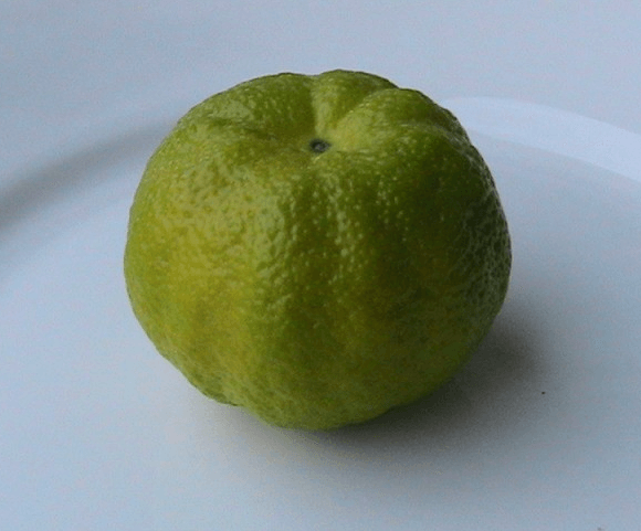 Citrus "PURSTA - PURSHA" - "Sladký citroník"