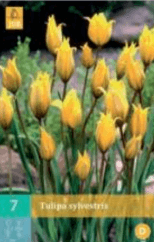 Tulipán lesní - Tulipa sylvestris