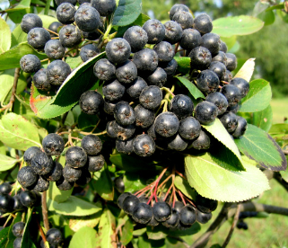 Aronie NERO - stromek